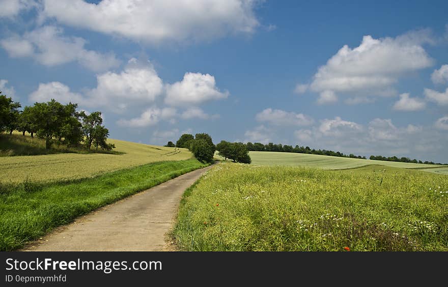 Pathway in Between of Green Grass Field