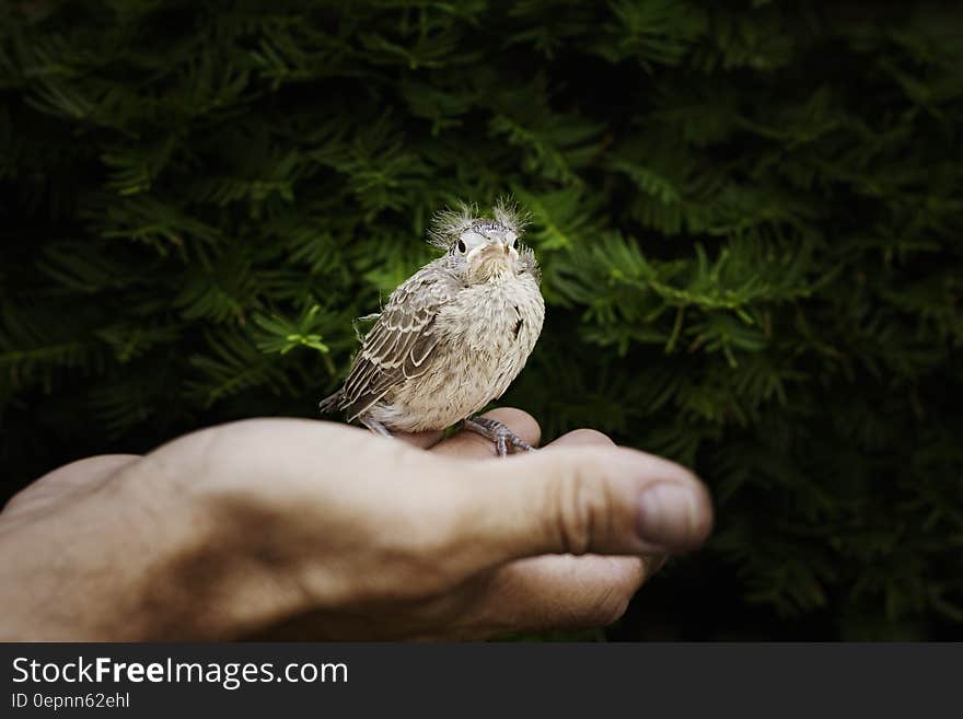 Close Up Photography of White Brown Bird