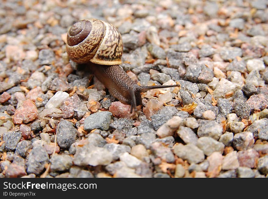 Brown Snail on Brown Pebbles