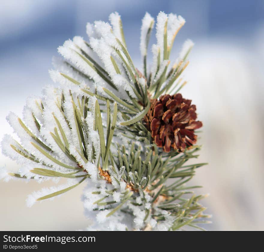 Green and Orange Petaled Plant Catching Ice