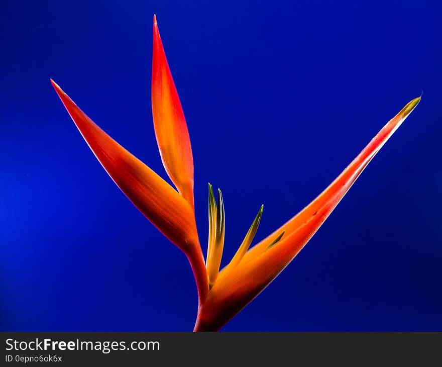 Birds of Paradise Flower in Macro Photography