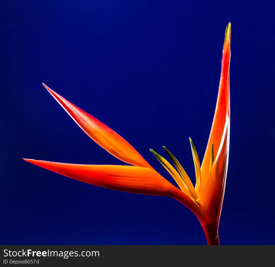 Close-Up Photo of Orange Flower