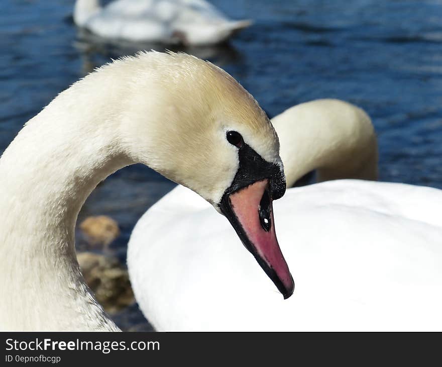 White Black and Red Goose during Daytime