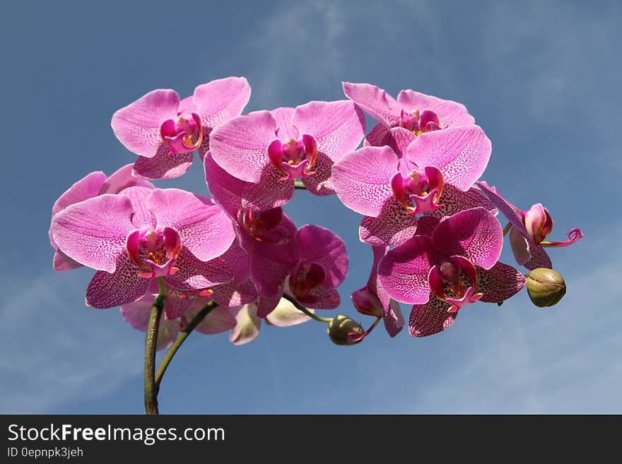 Pink Flower