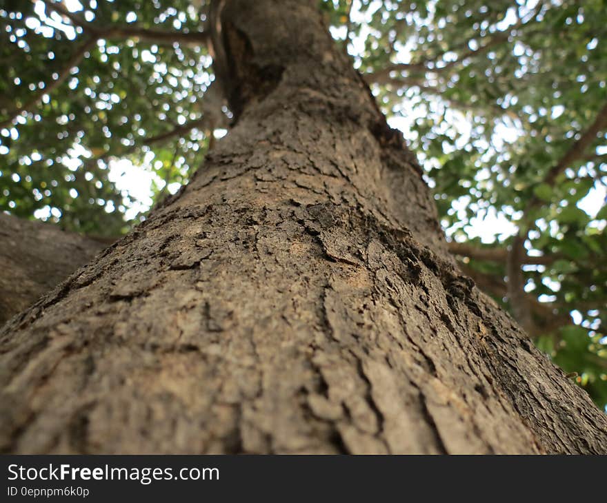 Brown Tree Trunk