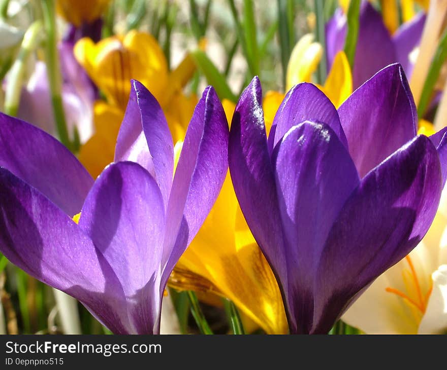 Purple Flower and Yellow Flower during Daytime in Close Photography