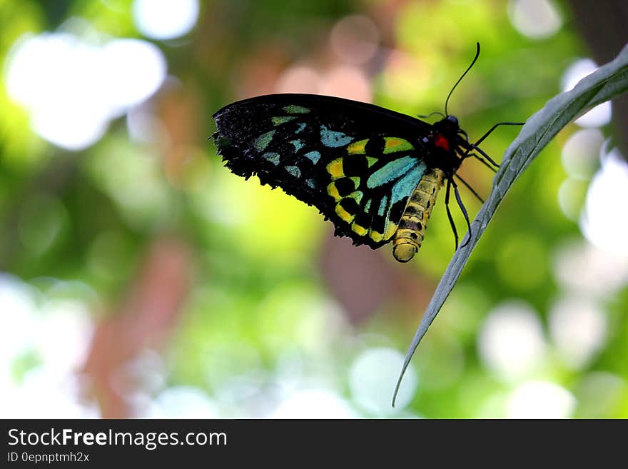 Blue Black Yellow Butterfly