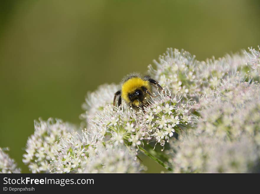 Bumble Bee on White Flowers