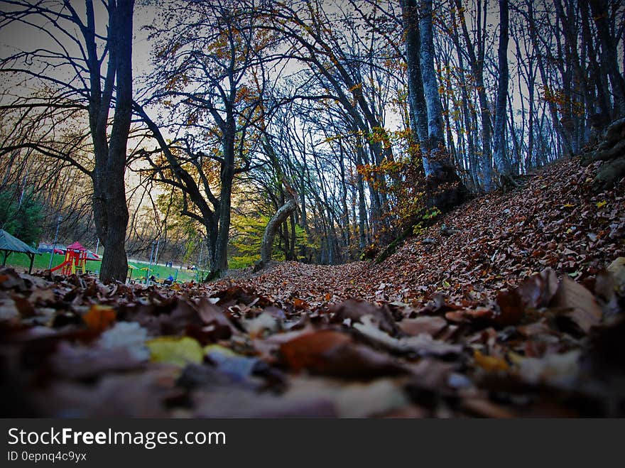 Close Up Photography of Brown Dried Leaf Inside Forest during Day Time