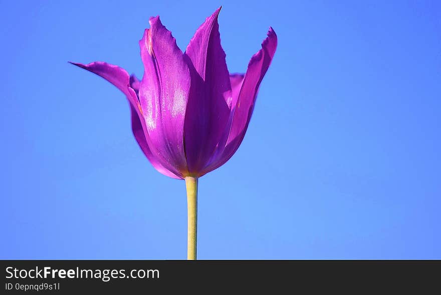 Purple Petaled Flower