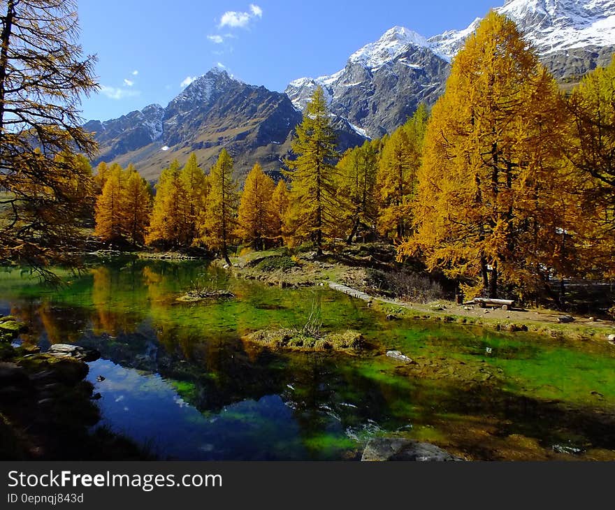 Trees Near the Mountains