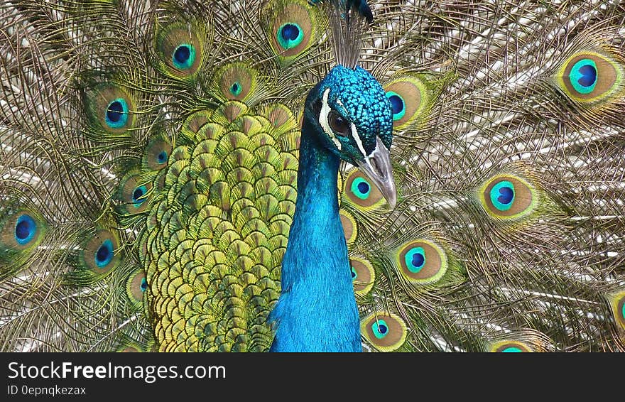 Blue Peacock