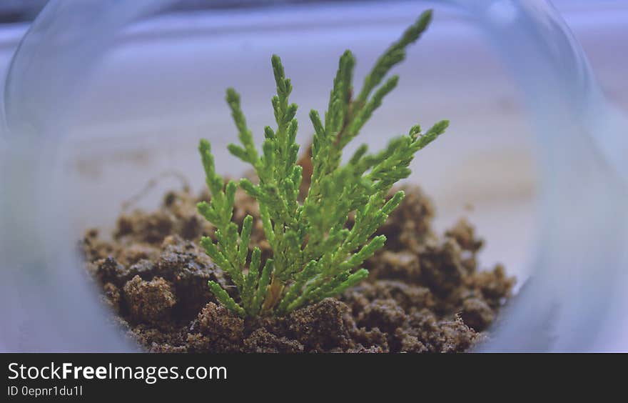 A close up of a green plant growing inside a round transparent bowl. A close up of a green plant growing inside a round transparent bowl.