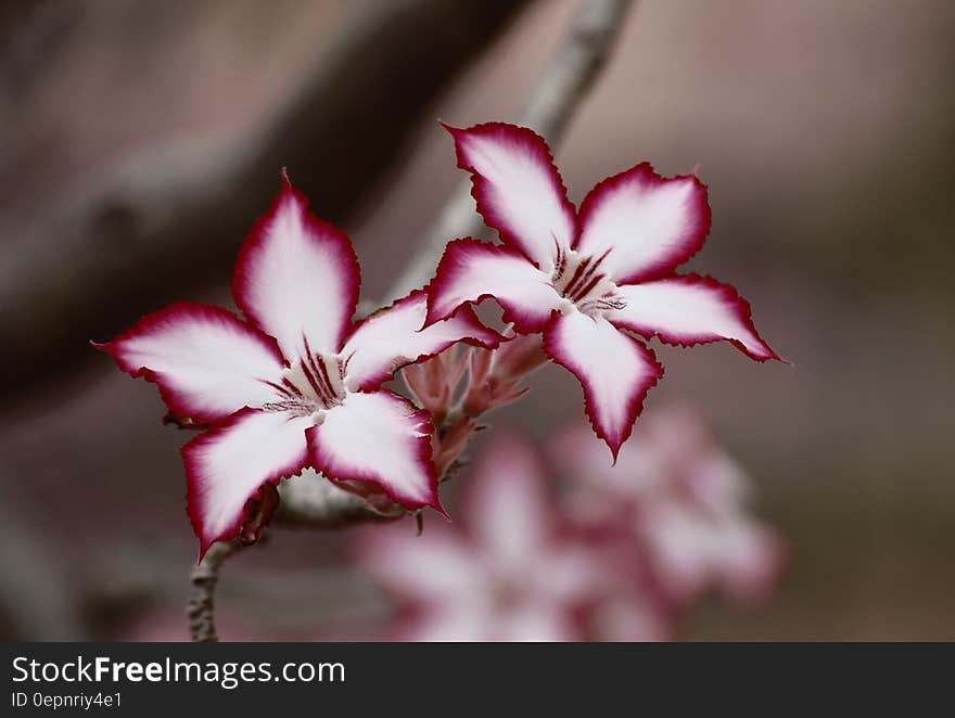 Macro Photo of White and Pink Flowers