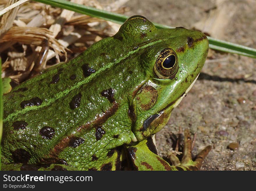 Green Frog Focus Photography