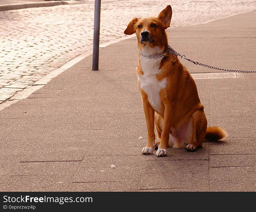 Orange and White Short Coat Dog Sitting