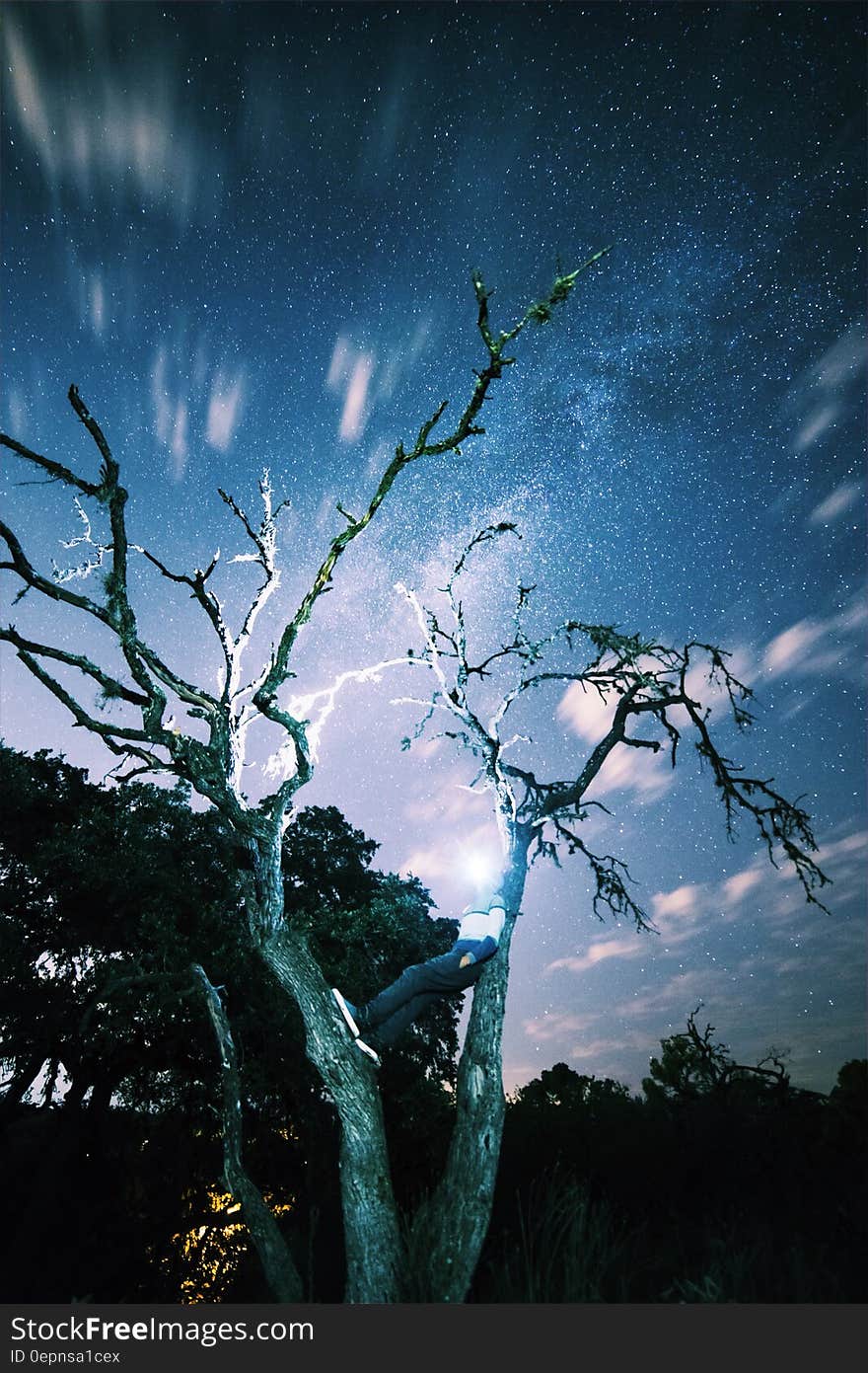 Brown Tree during Dawn