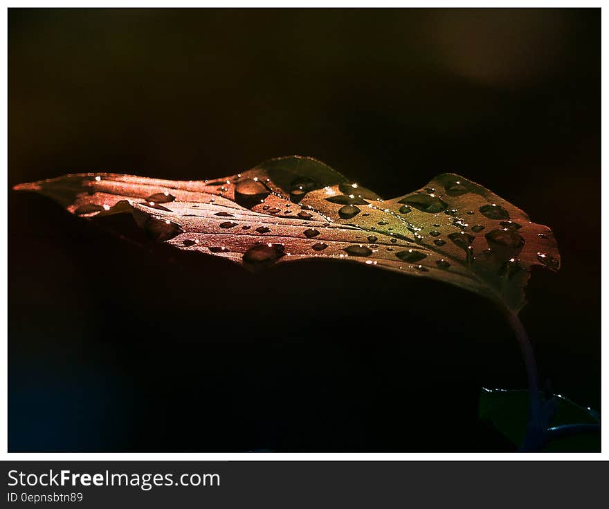 Leaf With Water Drops