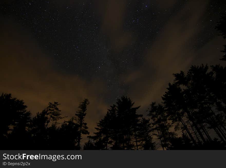 Partly clouded night sky and silhouettes of forest trees.