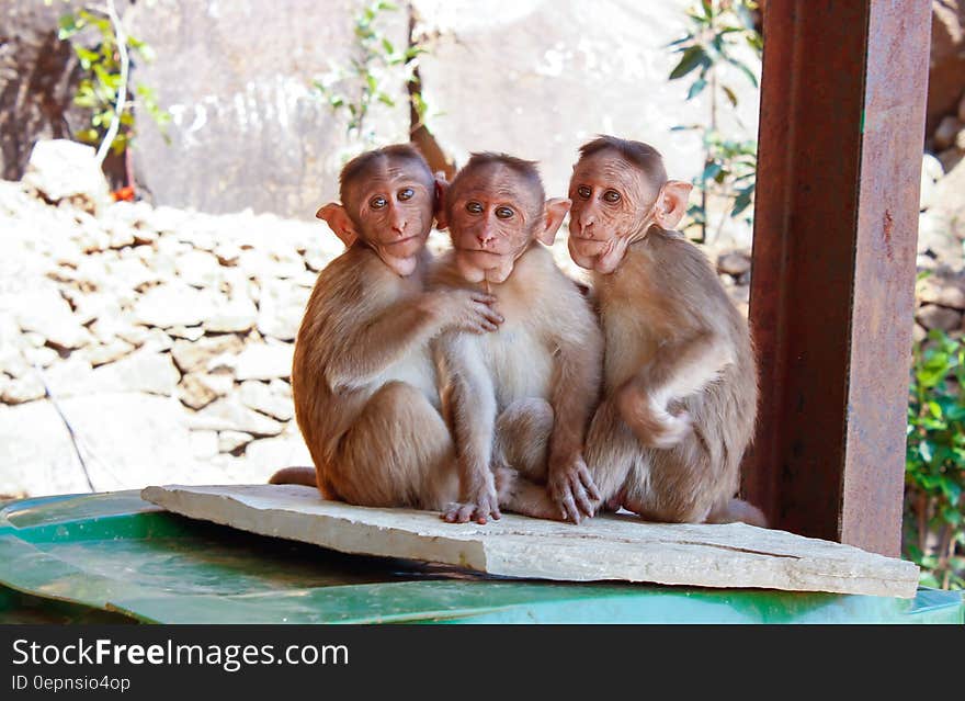 3 Monkeys on Brown Wooden Palette