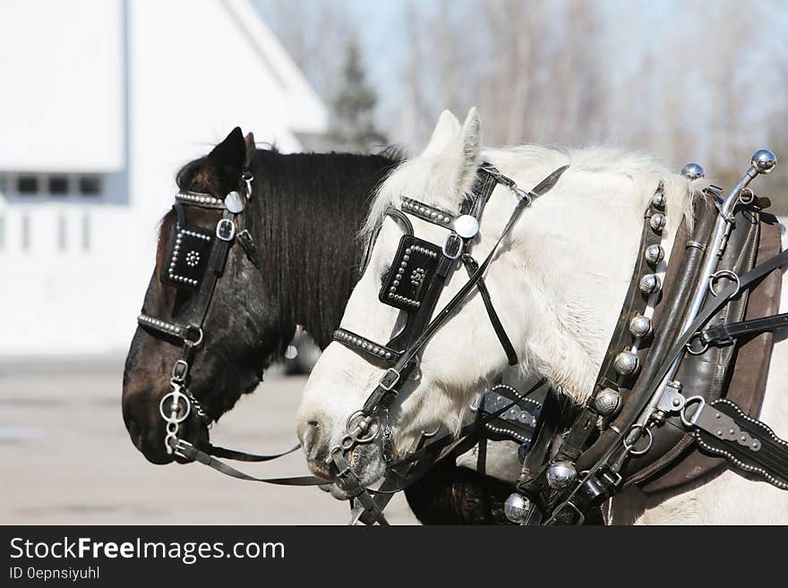 White and Black Horse