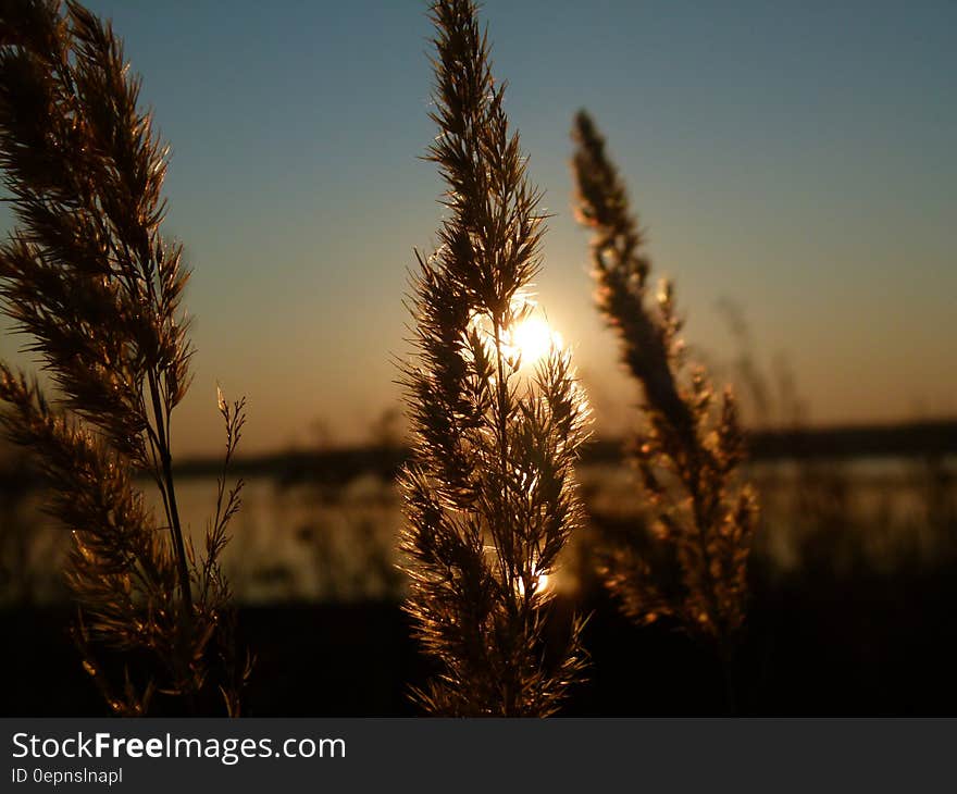 Green Leaf during Sunset