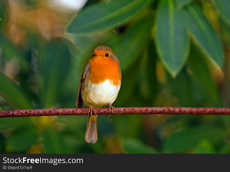 Orange White Brown Bird on Top of Red Branch