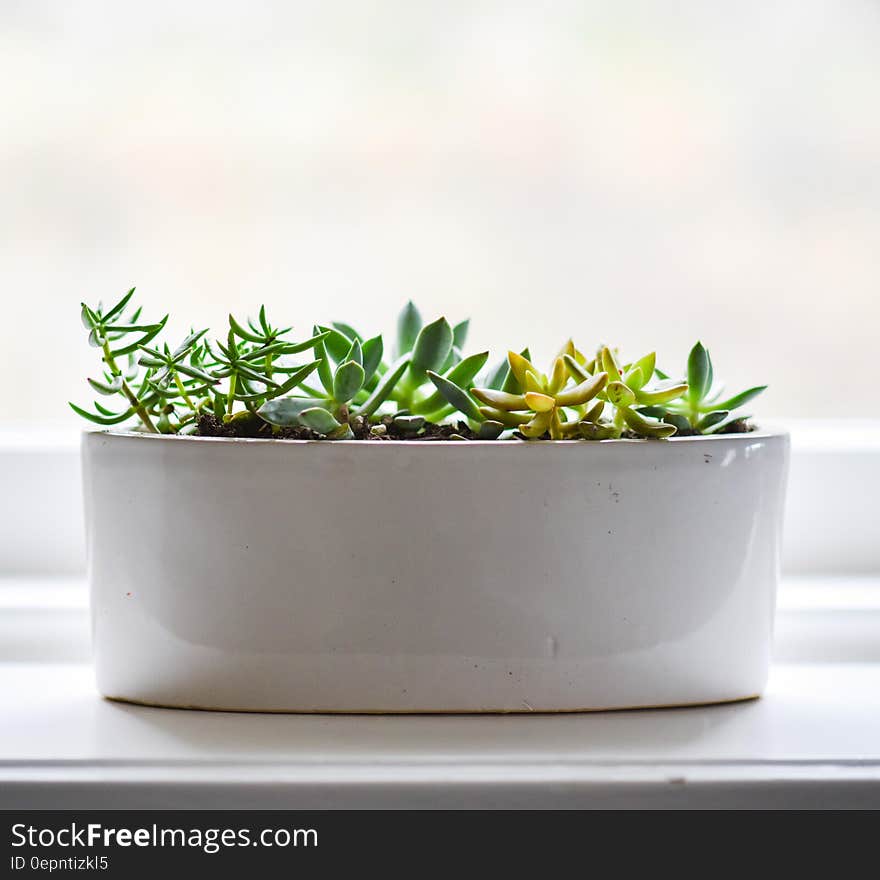 A white ceramic pot with green succulent plants. A white ceramic pot with green succulent plants.