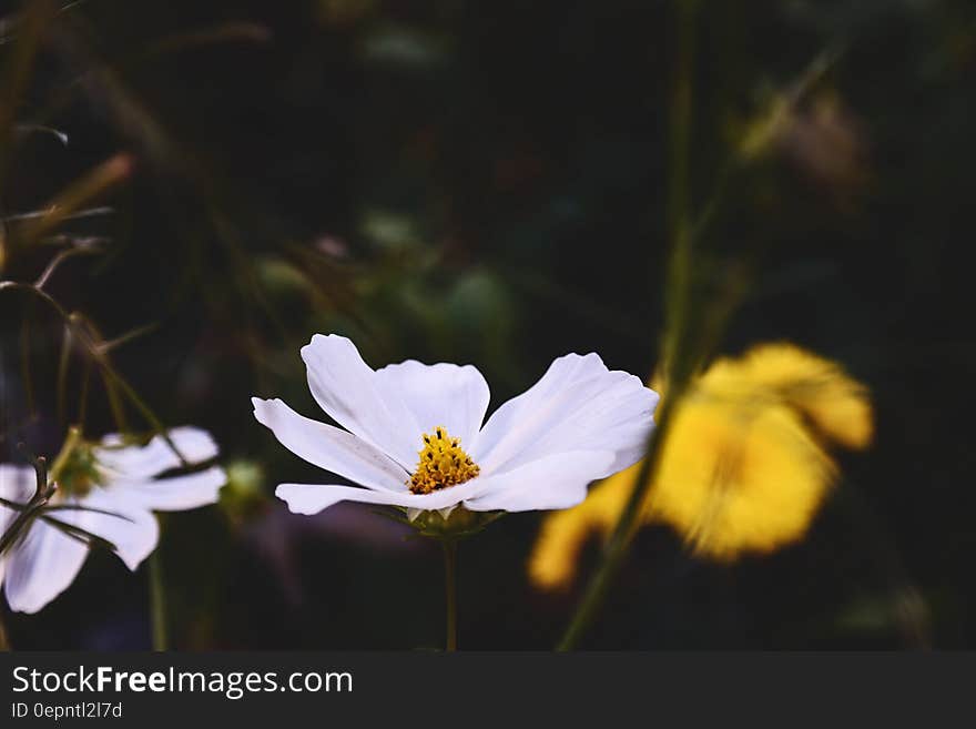 White Petal Flower Near Yellow Flower during Daytime