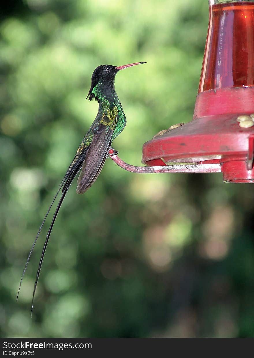 Black Yellow and Green Small Sized Bird on Red Steel Ornament