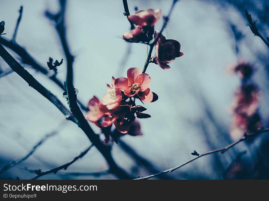 First touch of Spring with appearance of pink apple blossoms, pale blue sky background. First touch of Spring with appearance of pink apple blossoms, pale blue sky background.