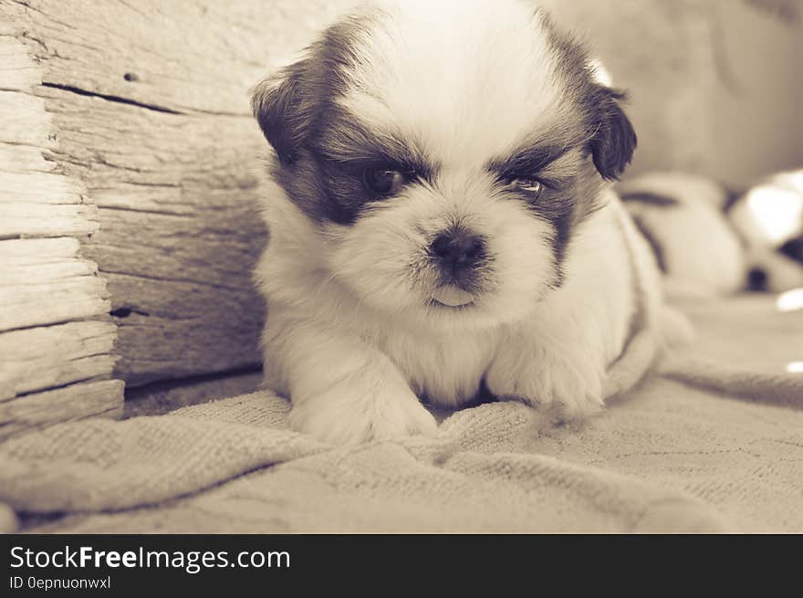 White and Black Fur Puppy on Gray Blanket