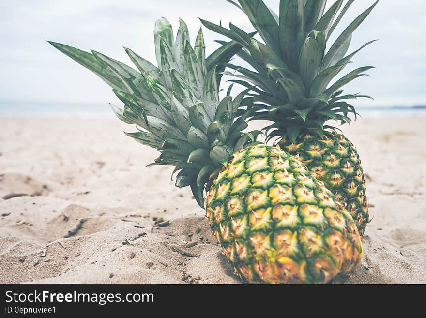 Ripe pineapples on a beach .