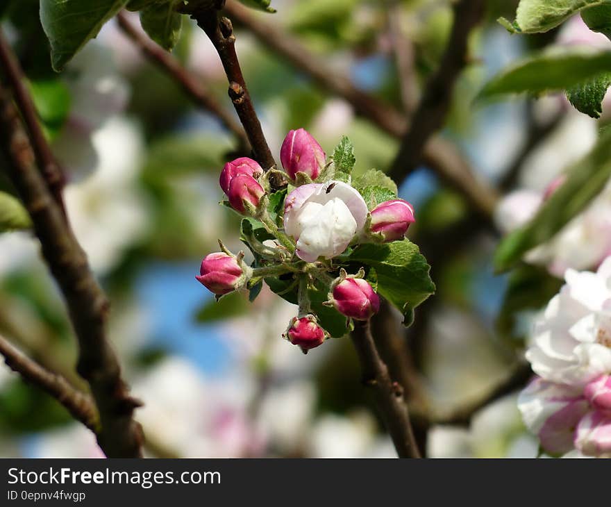 White and Red Flowers Beside Leaves in Bokeh Photography