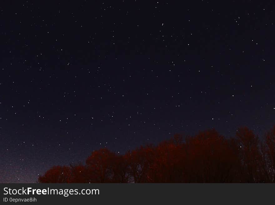 Photography of Red Leaf Tree at Nigh Time