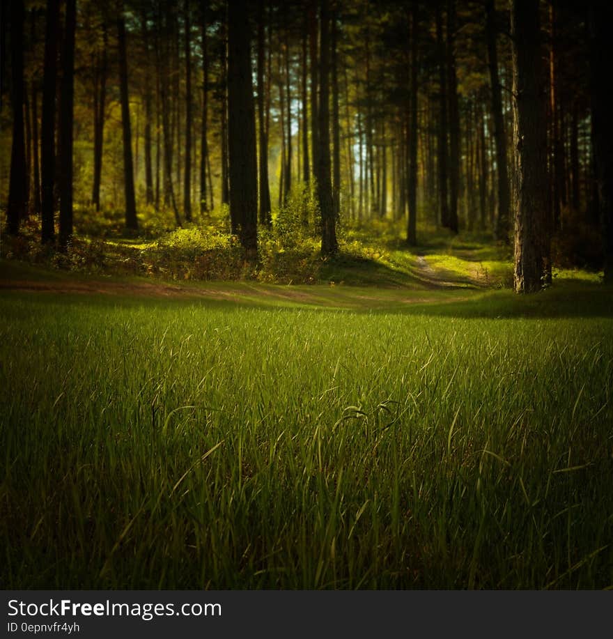 Sunlit field with closeup of crop beside dense forest with sunlit glades. Sunlit field with closeup of crop beside dense forest with sunlit glades.