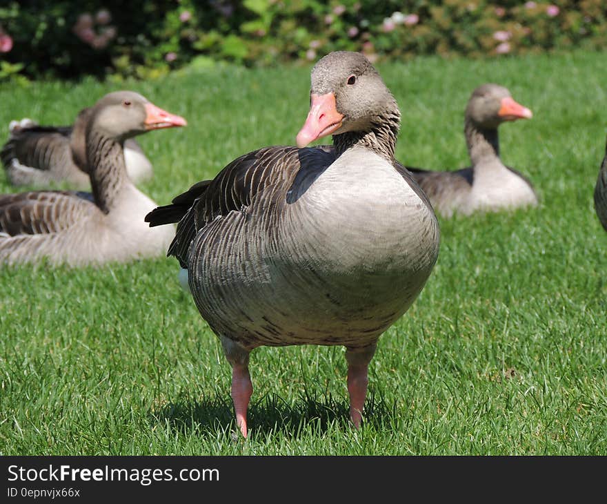 Grey and Black goose on Green Grass Field