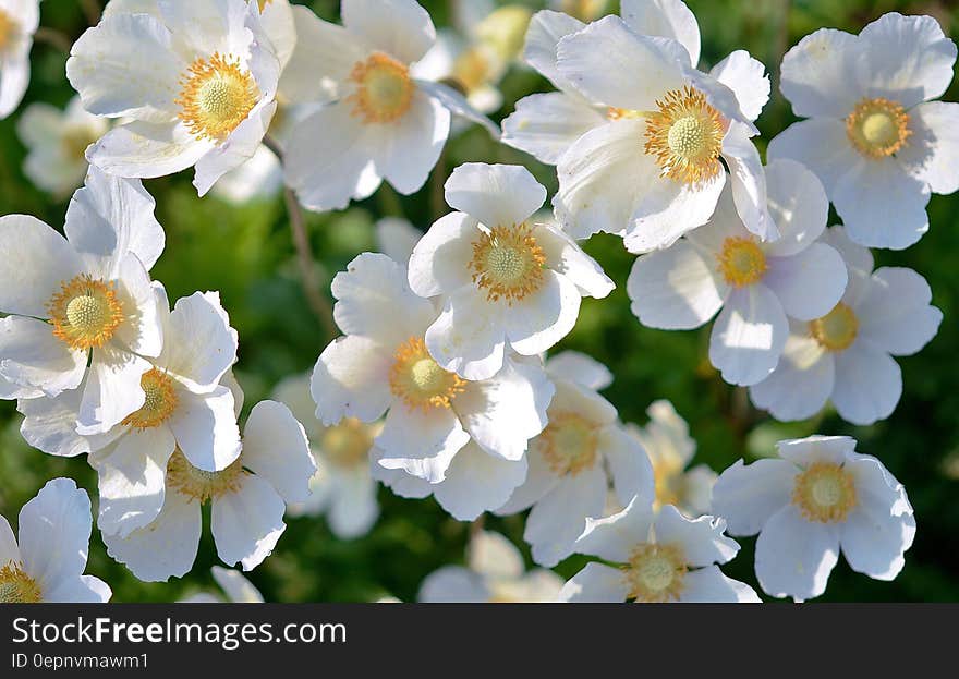 White 5 Petaled Flower