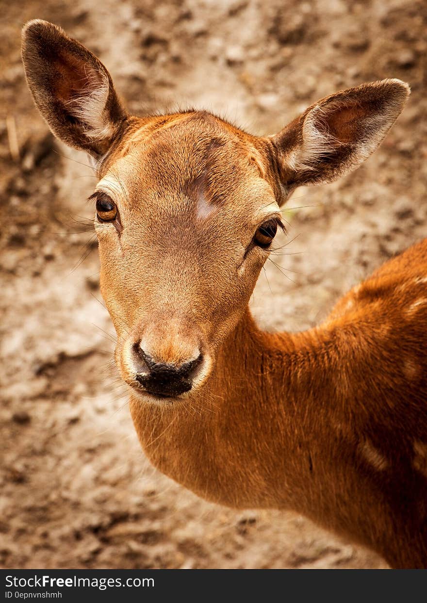 Close Up Photography of Brown Deer during Daytime