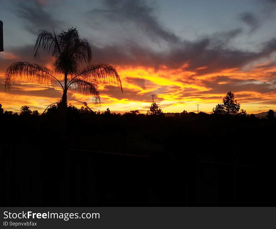 Palm Trees Silhouette during Golden Hour