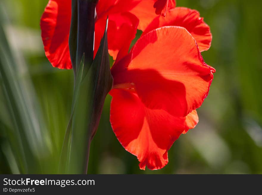 Red Flowerss