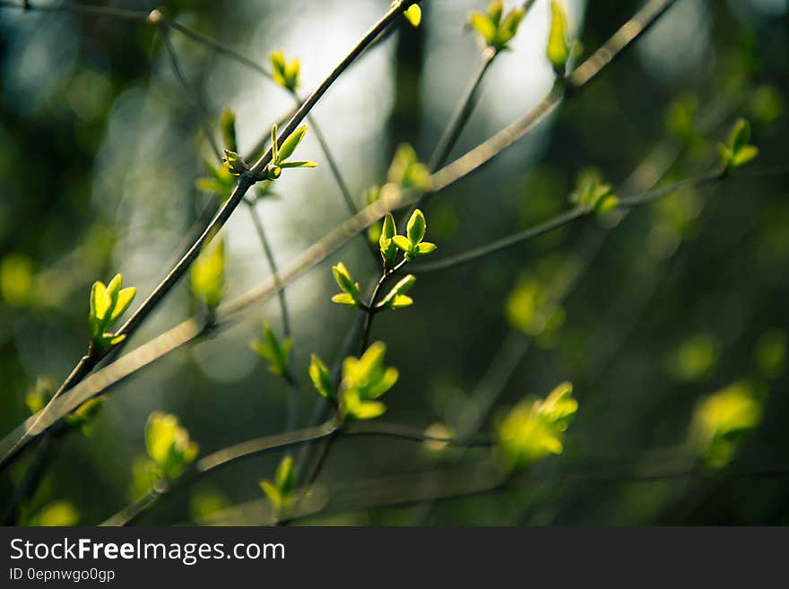 A tree opening new leaf buds in the spring. A tree opening new leaf buds in the spring.