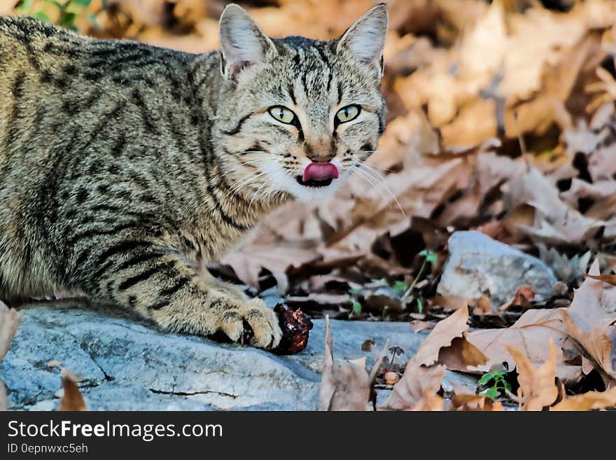 Black and White Tabby Cat on White Stone