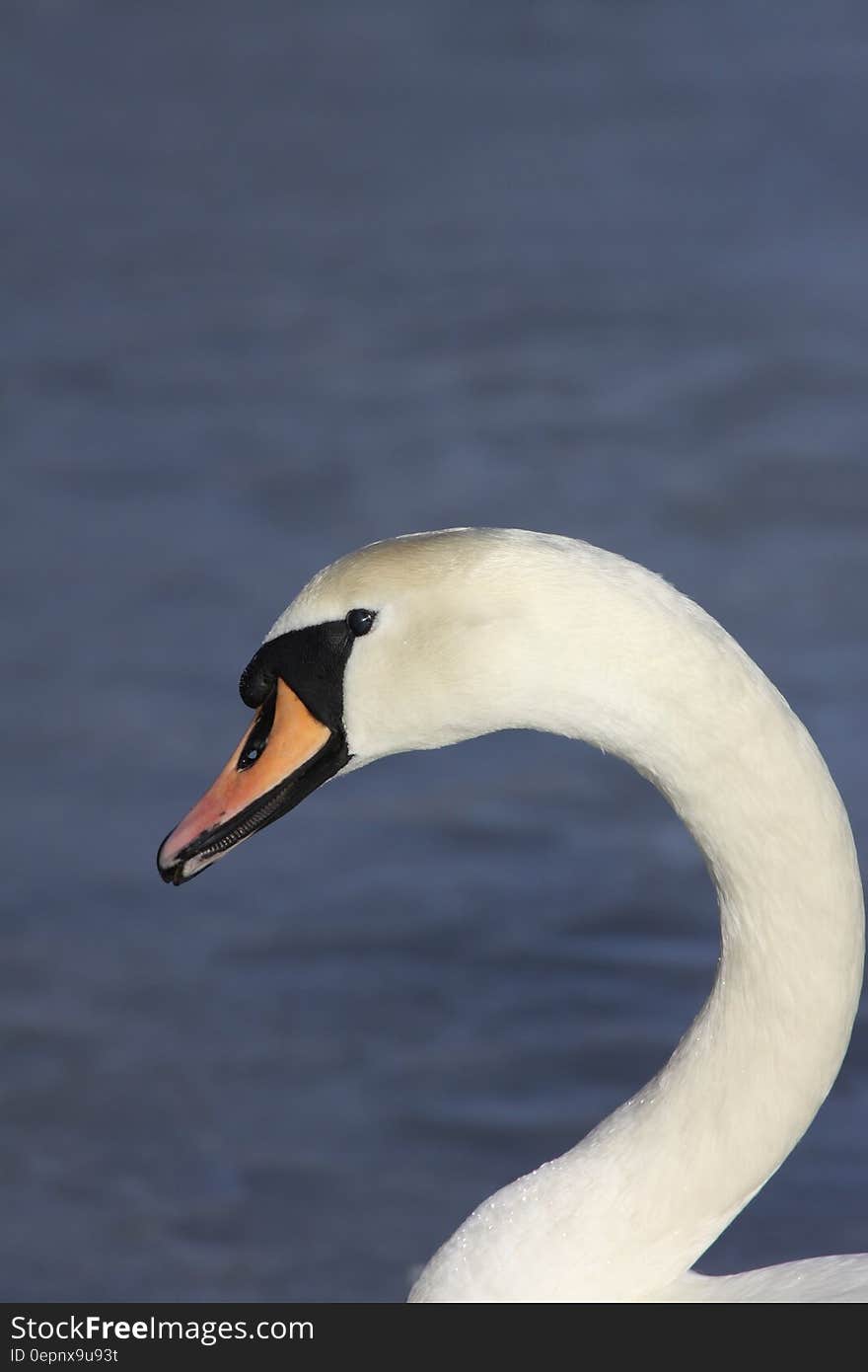 White and Black Swan Near Blue Water