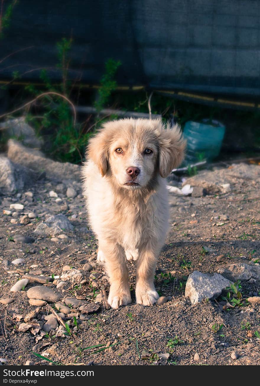 White Medium Coat Dog Standing on Brown Dirt