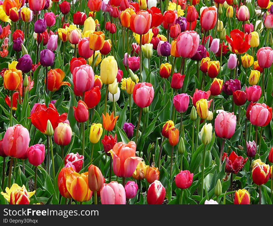 Red Purple and Yellow Tulip Fields