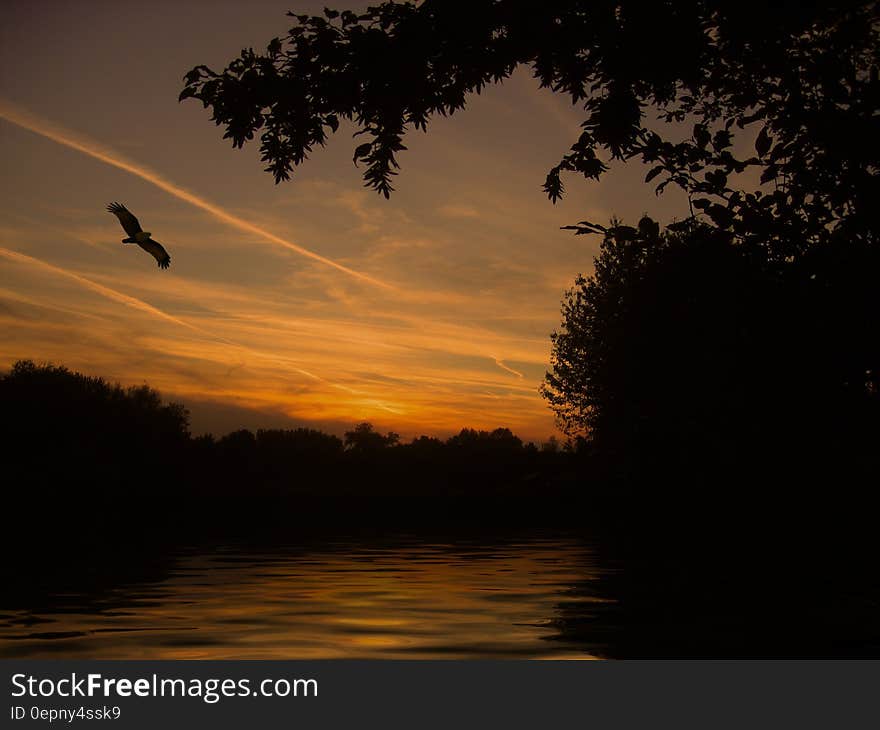 A sunset on a river with a bird flying on the sky. A sunset on a river with a bird flying on the sky.