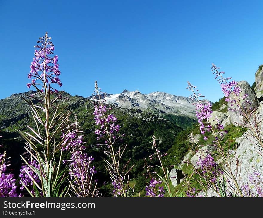 Purple and White Flowers Near Green Grass during Daytime