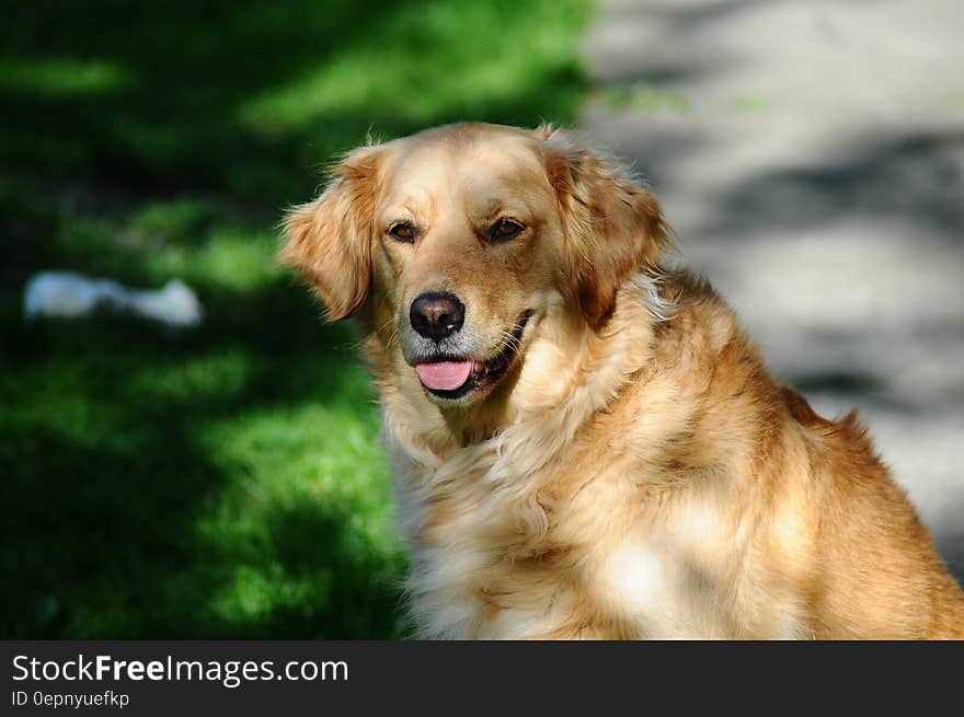 Portrait of golden labrador retriever dog outdoors looking over shoulder, green nature background.