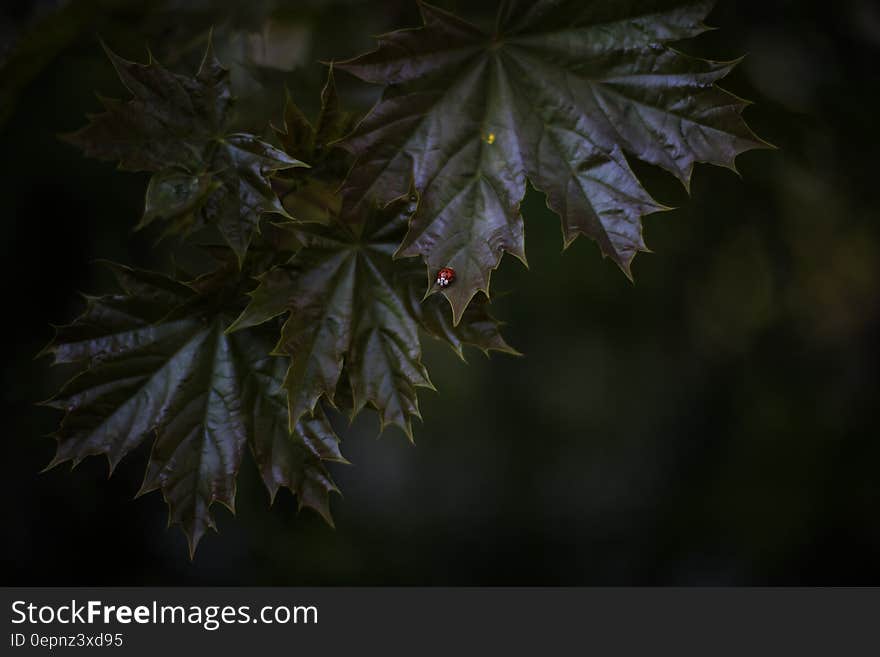 Macro Photography of Tree Leaves